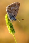 Licenide3 Licenide3
