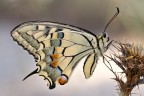 Papilio machaon - Punti di vista (serie) Papilio machaon - Punti di vista (serie)