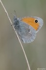 Coenonympha pamphilus