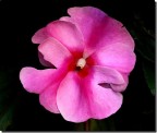 Fiore Fiore