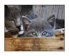 Cats Cats