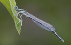 Damigella Mattutina Damigella Mattutina