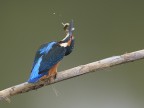 Torcicollo