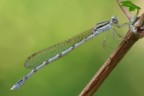 Damigella Argentata Damigella Argentata
