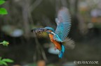 Laggiù dove volano i martini Laggiù dove volano i martini