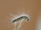 bruco...molto peloso!!!!