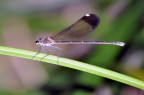 libellula2 libellula2