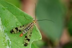 Mosca scorpione Mosca scorpione