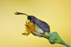 ZYGAENA PUNCTUM.. ZYGAENA PUNCTUM..