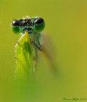 Damigella verde Damigella verde