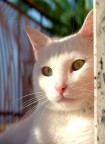Paolino Paolino