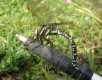 libellula libellula