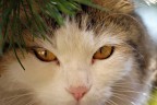 Gatto Gatto