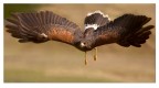 Volo Volo
