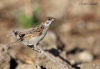 Passera Mattugia Passera Mattugia