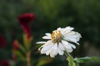 Fiore Fiore