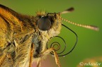 Un F 22 per l'oclhodes Un F 22 per l'oclhodes