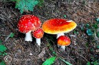 amanita muscaria amanita muscaria