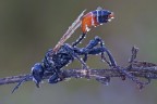 ancorata ancorata
