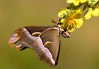big butterfly big butterfly
