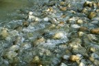 Dipinto d'acqua Dipinto d'acqua