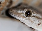 gheko gheko