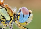 Sympetrum fonscolombii - occhio all'occhio