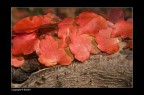 Fuoco d'autunno Fuoco d'autunno