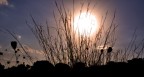 Sole di Sicilia Sole di Sicilia