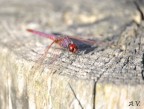libellula 4 libellula 4