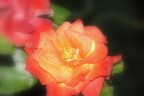 fiore 2 fiore 2