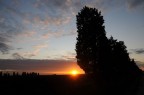 alberi alberi