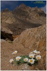 Leucanthemopsis alpina Leucanthemopsis alpina