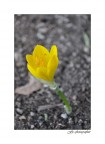 Flower Flower