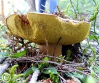 aereus aereus