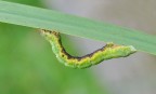 Biston Betularia