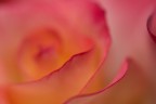 Rosa, rosae