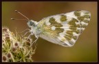 Pontia Edusa Pontia Edusa