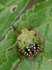 Cimice multicolor Cimice multicolor