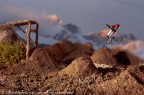 MTB | mini MTB | mini
