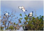 ibis in gruppo ibis in gruppo