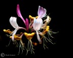 clematis II