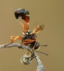 Model                 DMC-FZ50
   Date/time original    21/09/2010 9.26.54
   Exposure time         1/25 s
   F-number              f/8
   ISO speed ratings     ISO 100
   Exposure bias value   -0.33 eV
   Metering mode         Pattern
   Flash                 Flash did not fire, compulsory flash mode
   Focal length          88.8 mm
   White balance         Manual white balance