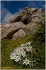 Leontopodium alpinum Leontopodium alpinum