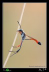 Ammophila heideni II Ammophila heideni II