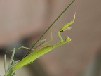 mantide..mutilata.. mantide..mutilata..