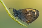 Maniola jurtina Maniola jurtina