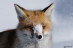Ritratto alla volpe