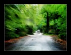 viale d'autunno