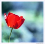 Tulip Time Tulip Time